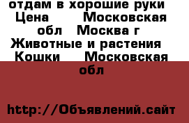 отдам в хорошие руки › Цена ­ 1 - Московская обл., Москва г. Животные и растения » Кошки   . Московская обл.